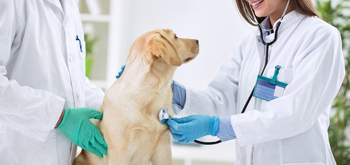 Examination of a pet at the Animal Clinic in Kiev. Check with a veterinarian for a discount.