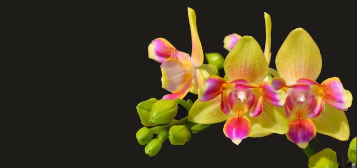 Dtps.Chian Xen Alice orchids in the Cvetok online store in Dnipro. Buy at a discount.