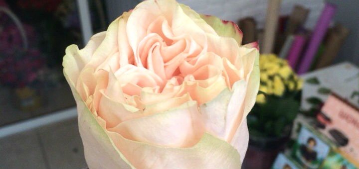 Доставка еквадорських троянд «FlorumFlos» у Вінниці. Замовляйте живі троянди по акції.