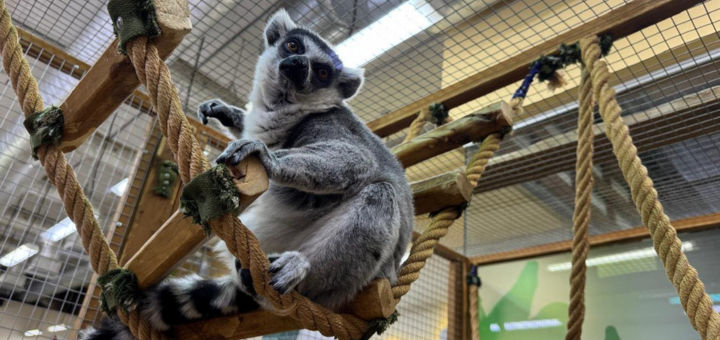 Зоопарк City Zoo в Одессе, скидка на посещение