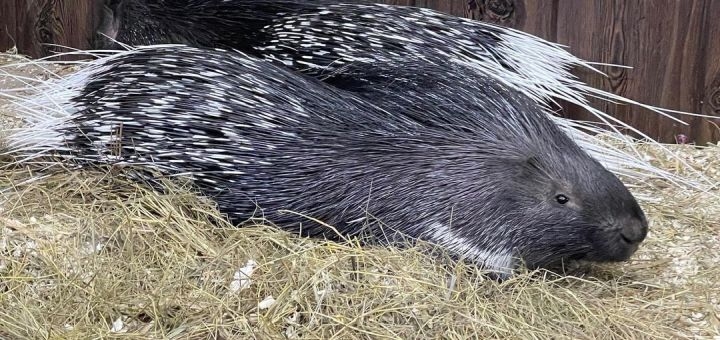 Зоопарк City Zoo в Одессе, скидка на посещение