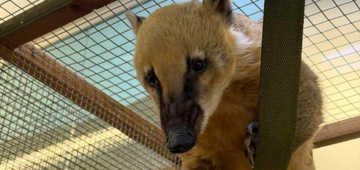 Зоопарк City Zoo в Одессе, скидка на посещение