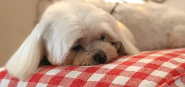 Грумінг салон Pets Space у Львові