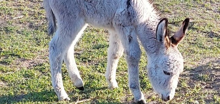 Osloff donkey farm in Kyiv region