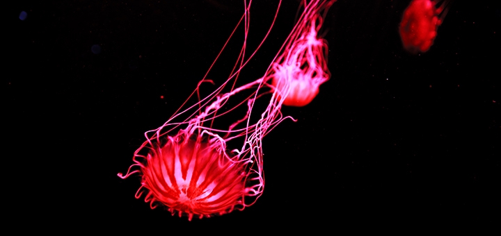 Museum of Medusa in Kyiv, tickets at a discount