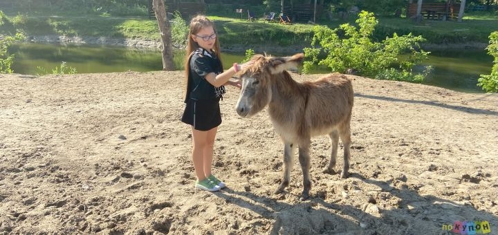 Osloff donkey farm near Kiev, donkey against the sky