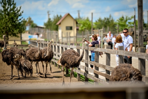 Сімейний екопарк Ясногородка, зоопарк