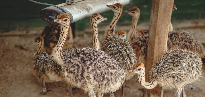 Yasnogorodka Family Ecopark. Ostrich farm