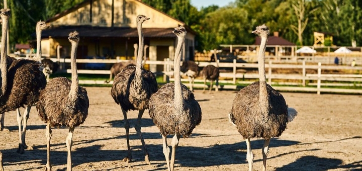 Yasnogorodka Family Ecopark. Ostrich farm