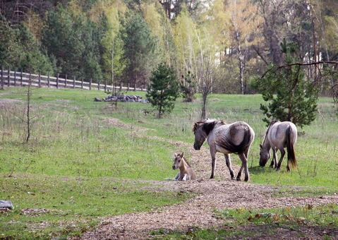 Beremitskoe Nature Park. Visit with the discount 55