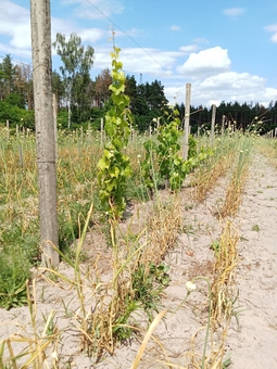 Berezhnyi Winery near Kyiv