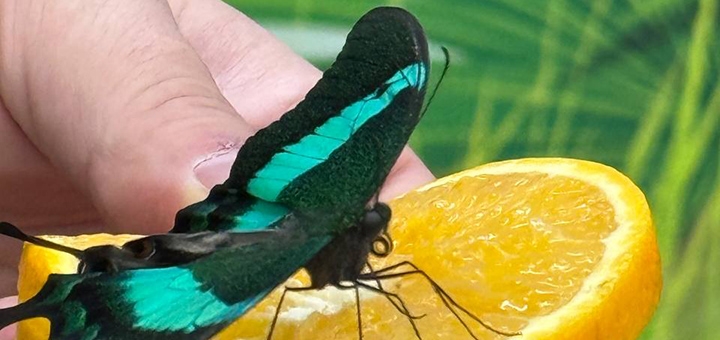 Выставка живых тропических бабочек по акции 3