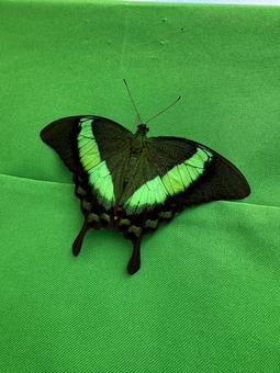 Виставка живих тропічних метеликів з акції 8