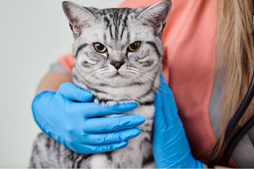 Examination of the cat by a veterinarian at the Prokhvost clinic in the Dnieper. Sign up for the promotion.