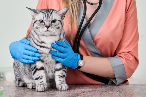Examination of a cat by a veterinarian price in the clinic «ProKhvost» in the Dnieper. Sign up for a discount.