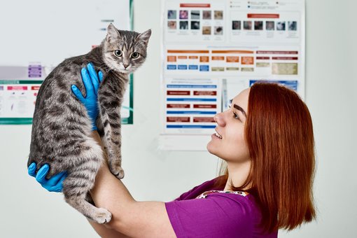 Vaccination of rabbits in the «ProKhvost» center in the Dnieper. Bring your pet for the promotion.