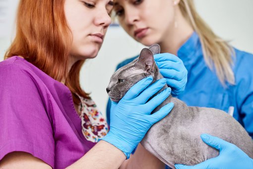 Examination of the Dnieper cat in the Prokhvost clinic. Sign up for the promotion.