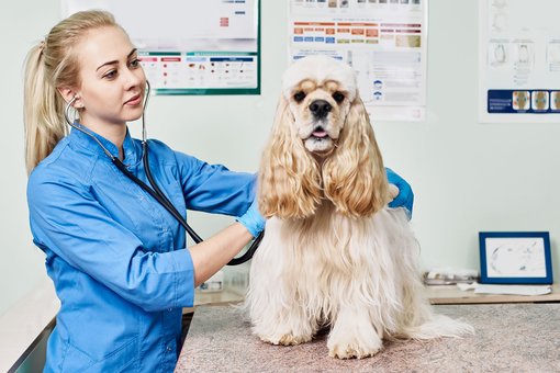 Examination of the Dnieper dog at the Prokhvost clinic. Sign up for the promotion.