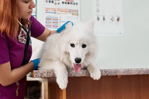 Grooming of Dnipro dogs in the Prokhvost veterinary clinic. Make an appointment with a veterinarian for a promotion.