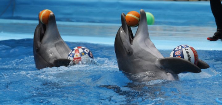 Show with dolphins in &quot;nemo&quot;.