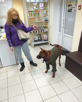 Тайський ріджбек на прійомі